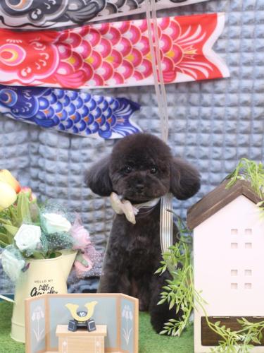 20230514ラテちゃん